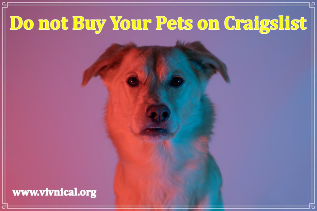 Do not Buy Your Pets on Craigslist