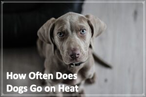 How Often Does Dogs Go on Heat