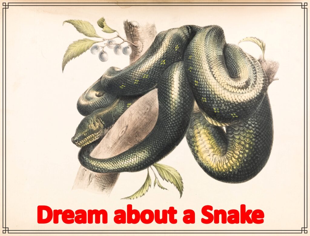 dream about a snake